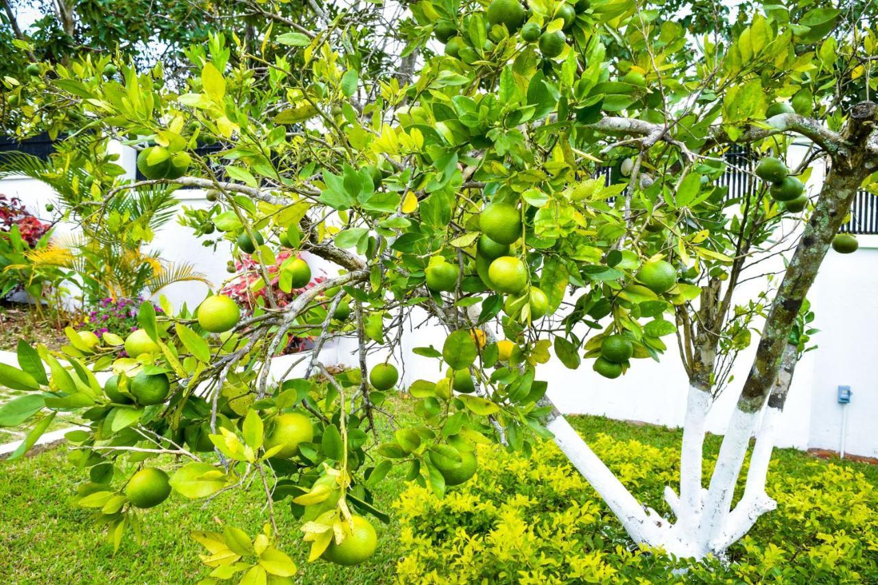Jamgolia Place Mandeville Exteriör bild
